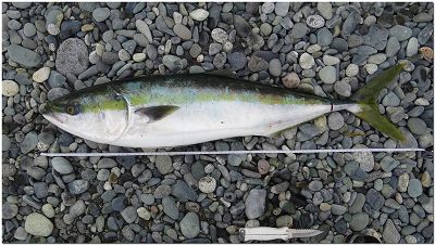 国府津サーフでブリ90cmですって！