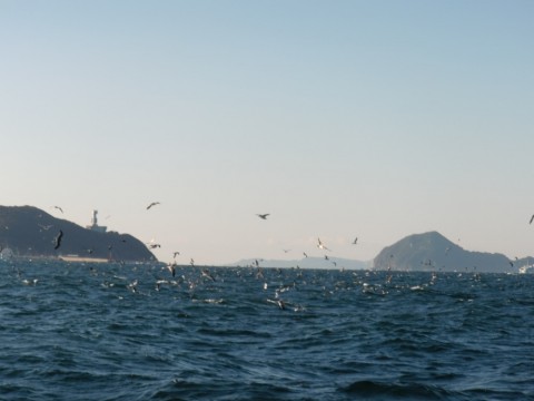 gh5shkevwcwjvat5ykb3_480_480-34356855.jpg