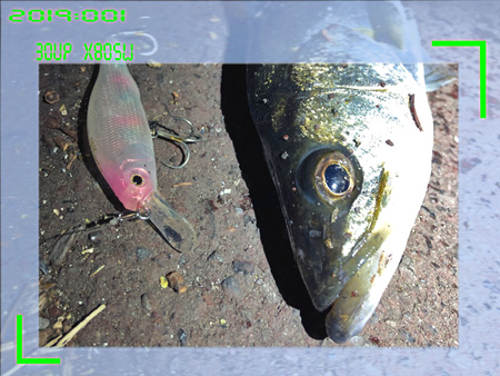 ghjheowo8zaed668dm2z-08959923.jpg
