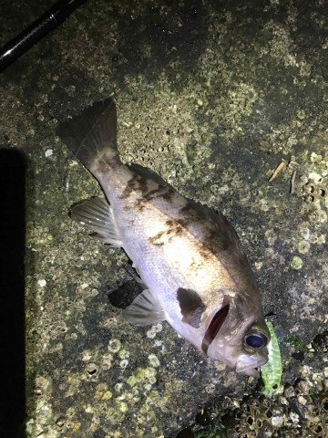 ghowkpwkmjcpwmzmt68j_360_480-c315f639.jpg