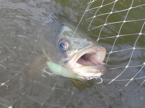 ghwhnbmkzokzxmmz58yd_480_480-fe09c418.jpg