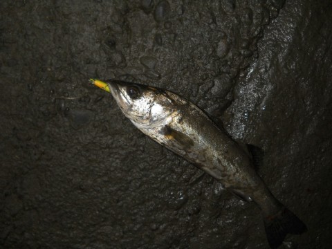 gict5eyib9mzt9p4i4y7_480_480-dc1c58ba.jpg