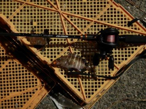 giz47rc6ktzhbmhrf7sz_480_480-6f2f2a7d.jpg