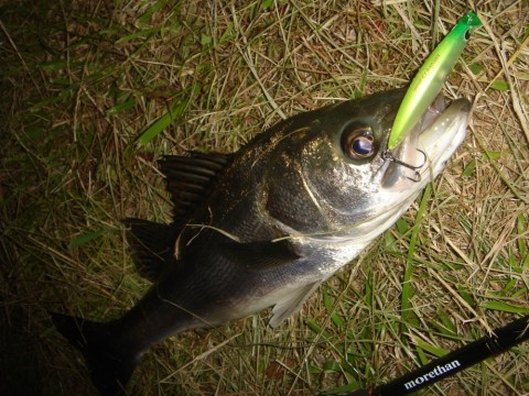 gj3pgfwvx629amyj8nb4_480_480-9065c13f.jpg
