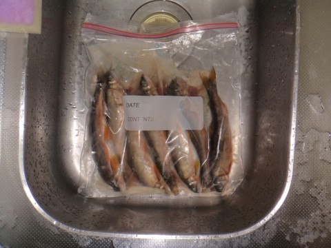 gj89nk9krsn7imcdzwnk_480_480-1c313d7f.jpg