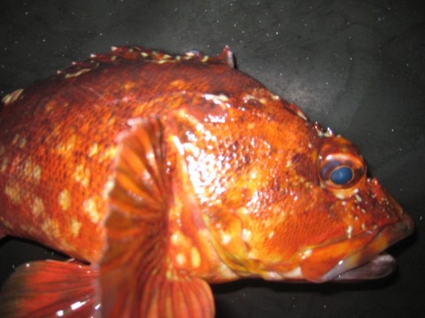 gjc2t7phgj4a6d25unjf_480_480-dea594cc.jpg