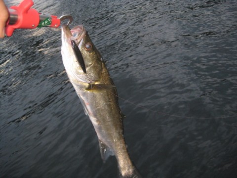 gjtirjz3dsnewgerw9iv_480_480-f8bf4079.jpg