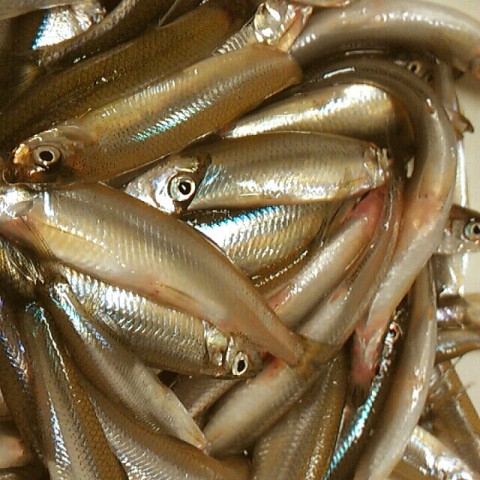 gjz524k73mprp3rgtnhu_640_640-7d0d4497.jpg