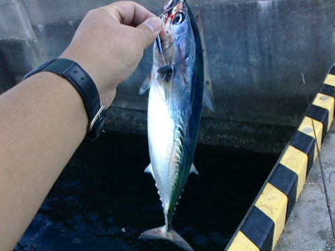 gkcskspn3hjyoriwhcma_480_480-79455106.jpg
