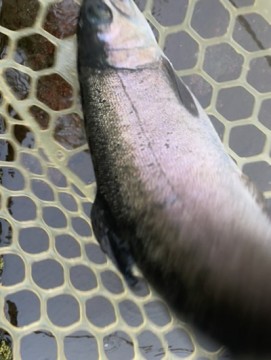 gkztr9khv9nz8itnvsxe_361_480-98074c9b.jpg
