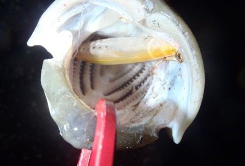 gm5757inuv3c47yvfxuz_480_480-58fb6d2d.jpg