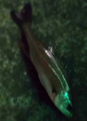 gmd4scak7c84ngdfwo2r_445_620-dbddc8c1.jpg