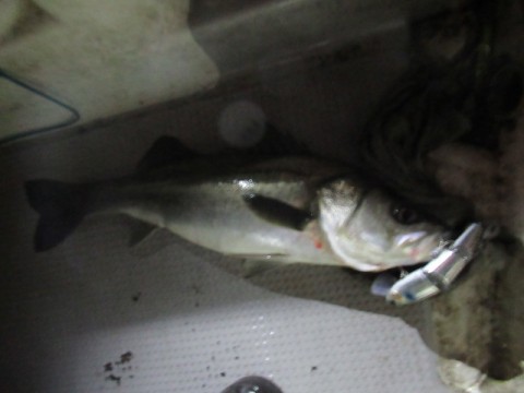 gmkjbrbxkvov8p3ggyf9_480_480-b87501ba.jpg