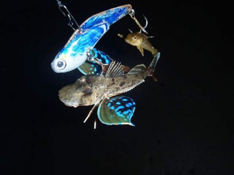 gn7yv49rtdcb9hawkjar_480_480-434c573d.jpg