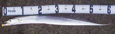 gofvp9scicasrrug2ngd_480_480-0cf73ba0.jpg
