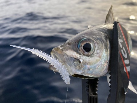 gou4xa4tg58shtovtbfs_480_480-acaf2c45.jpg
