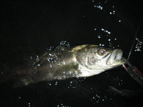 goynygp3kuvs23now2n9_480_480-f21c15f3.jpg