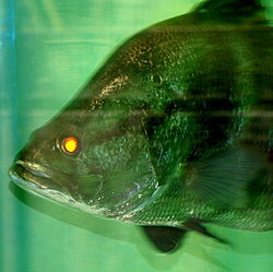 gp52guhhs86a4myk6d6f-0d0dfec2.jpg