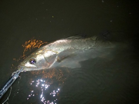 grzn67rvdwsisbug2xz5_480_480-0405ff33.jpg