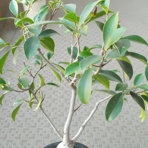 gseipyauhw38rfow8398_480_480-58ab954b.jpg