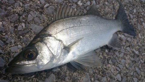 gsnhsyuzhfvfzon98euf_920_518-7f759970.jpg
