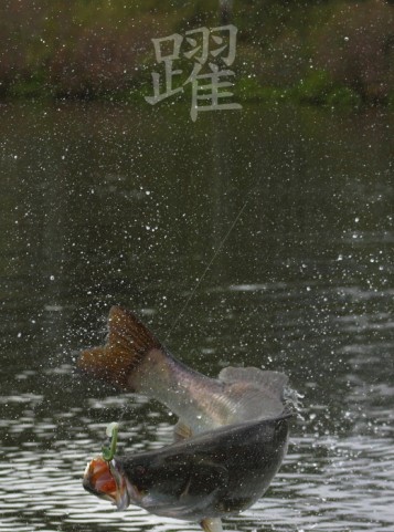 gsptw97j95hnrs6d4zyi_480_480-1c8dd866.jpg