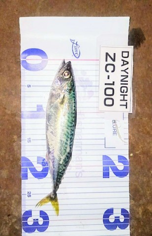 gsubo7ku8uw9v7h87mf6_480_480-1eaecc53.jpg