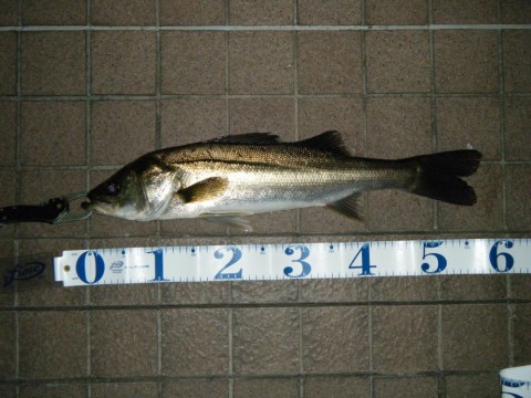 gswiguyzyptn87jzex36_480_480-63494c5c.jpg