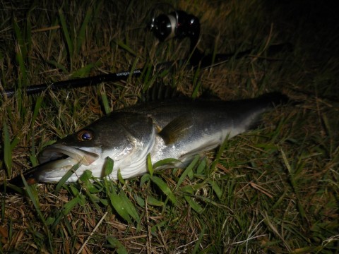 gttgsymu7ghorkrdk736_480_480-d755bf9a.jpg