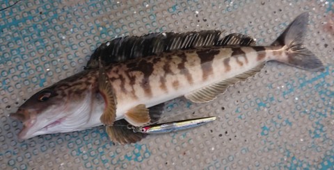 gu967oz8scb9ocxg7zpu_480_480-77fca2e0.jpg