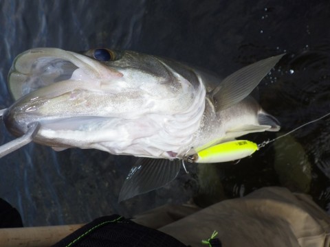 gudonikaii9nwp5v56ry_480_480-e28b24b6.jpg