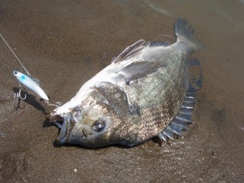 guu4vxy4sp85ozgvz6gx_480_480-aaa09301.jpg