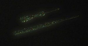 icjby39e6xk7pkd65cvn_480_480-05a353a9.jpg