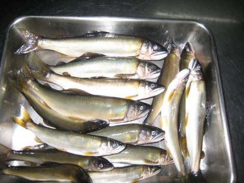 gviyo9j3ywxkrcyp465e_480_480-09607b10.jpg