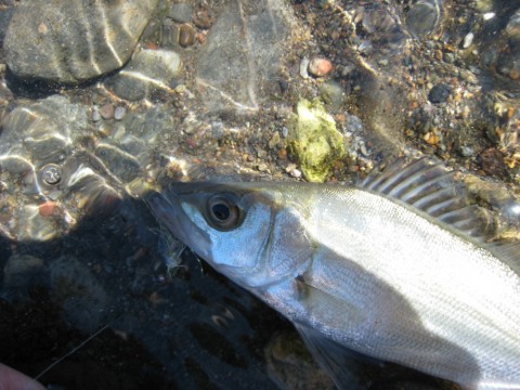 gvseneg8p5hvusbcjzxv_480_480-388fd556.jpg