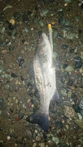 gvsyuukon8w8tvwczvh9_480_480-3749fa9f.jpg