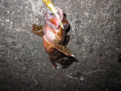 gvyfpvkng57urjeuubyd_480_480-3bbd6463.jpg