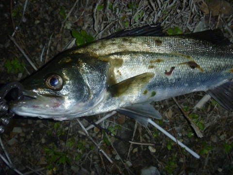 gwbpbszv6f6gnjyxsnab_480_480-cf9b3f3c.jpg