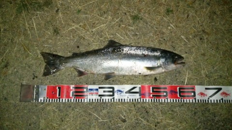 gwp855ne8gfkvxerjxbf_480_480-bcebb0ad.jpg