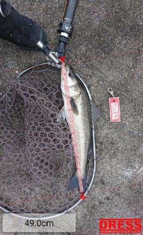 gwunjk5agk9snagpen5r_480_480-1ac04f2d.jpg