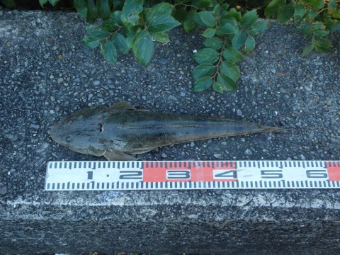 gwvszryxrwumvh5bu5m5_480_480-569d9247.jpg