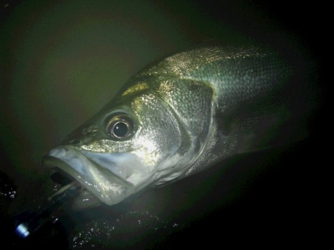 gxa76ra9h7tgbc5awxne_480_480-101330c9.jpg