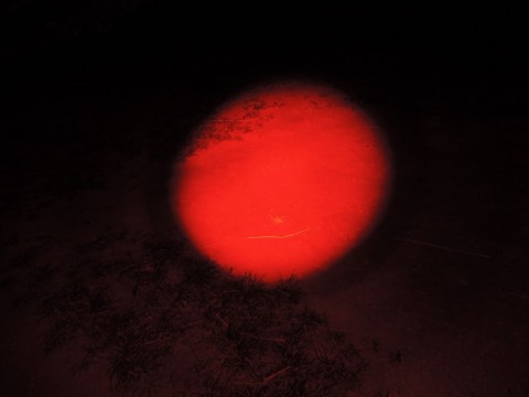 gxjmhjseeutbuftwyzm7_480_480-2e13c32f.jpg
