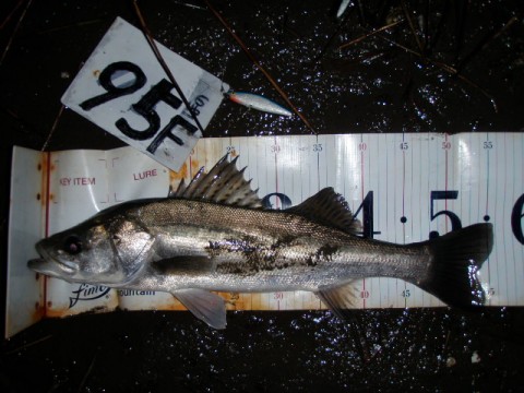 gxocsza6fbuij653gwxv_480_480-ab37939a.jpg
