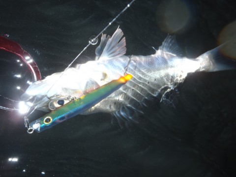gxoorgotd8cpbjafeajn_480_480-64644854.jpg