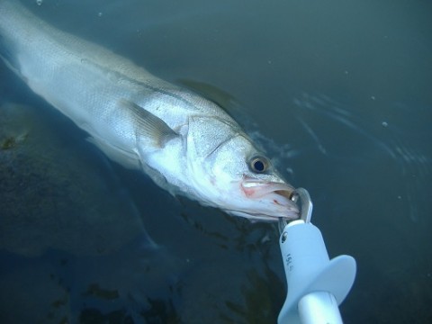 gy83pdt5ir9uxnrrwgr7_480_480-0e966905.jpg