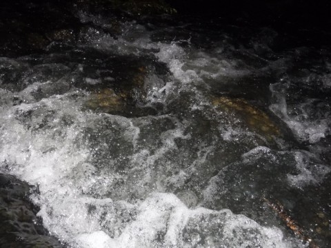 gyhsc6vwpxy2jjbrv46c_480_480-c5117769.jpg