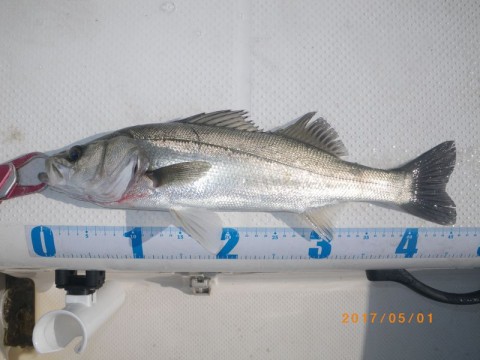 gyiapmma9u8gowd32dys_480_480-a816c13d.jpg