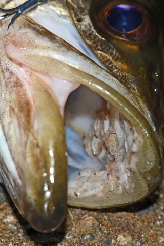 gyo2hcs5k4fgvmae3uy8_480_480-84fc06d6.jpg