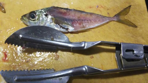 gytofabmjbws479rz278_920_518-3245ea45.jpg